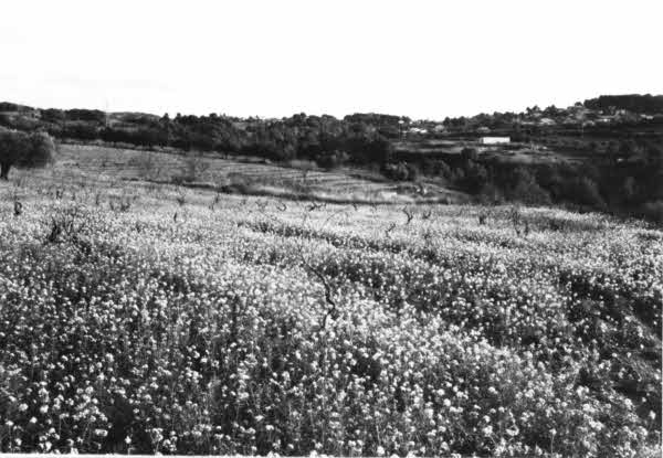 Foto de Josep Serra (Font: CCAA)