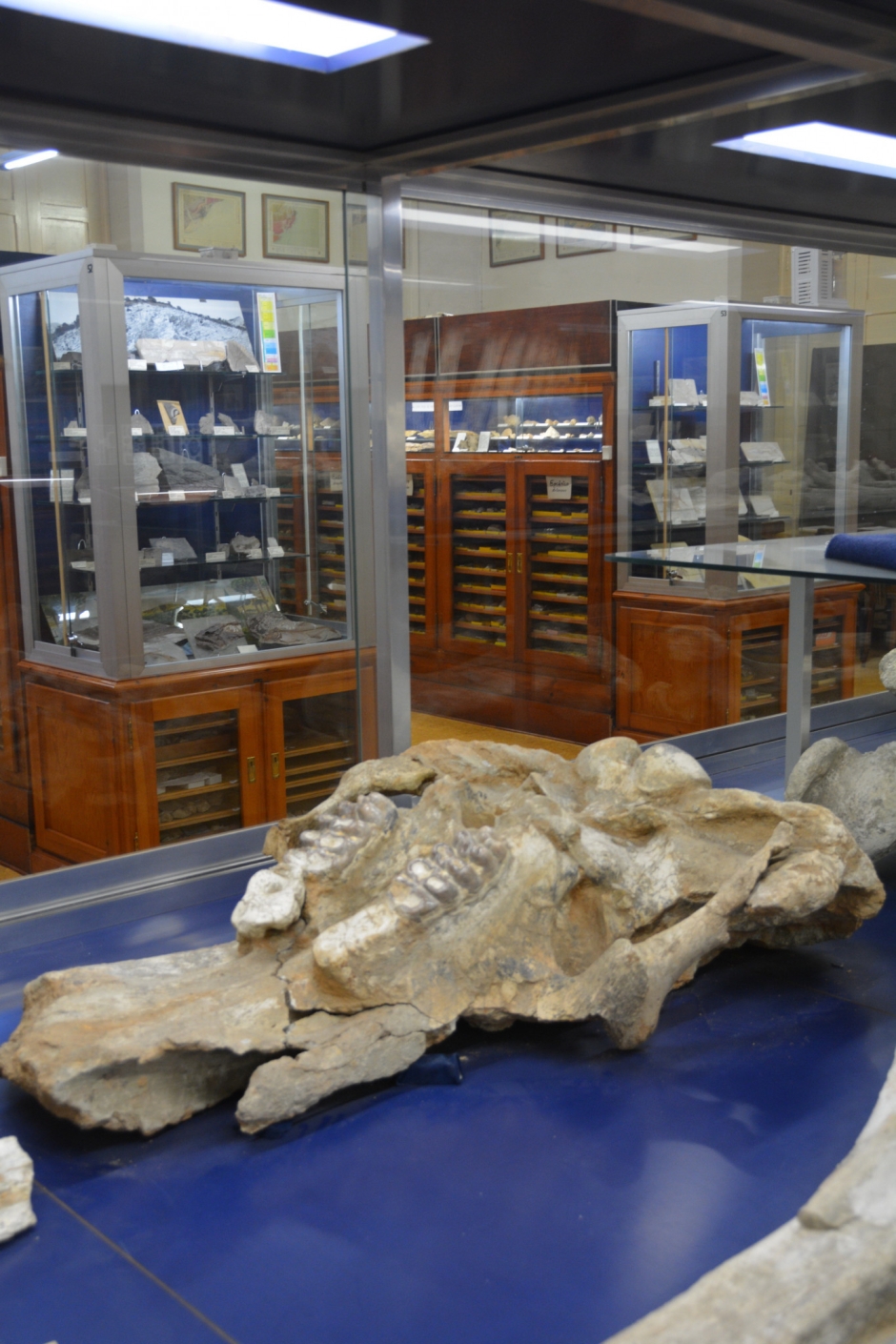 Detall de part del crani del mastodont