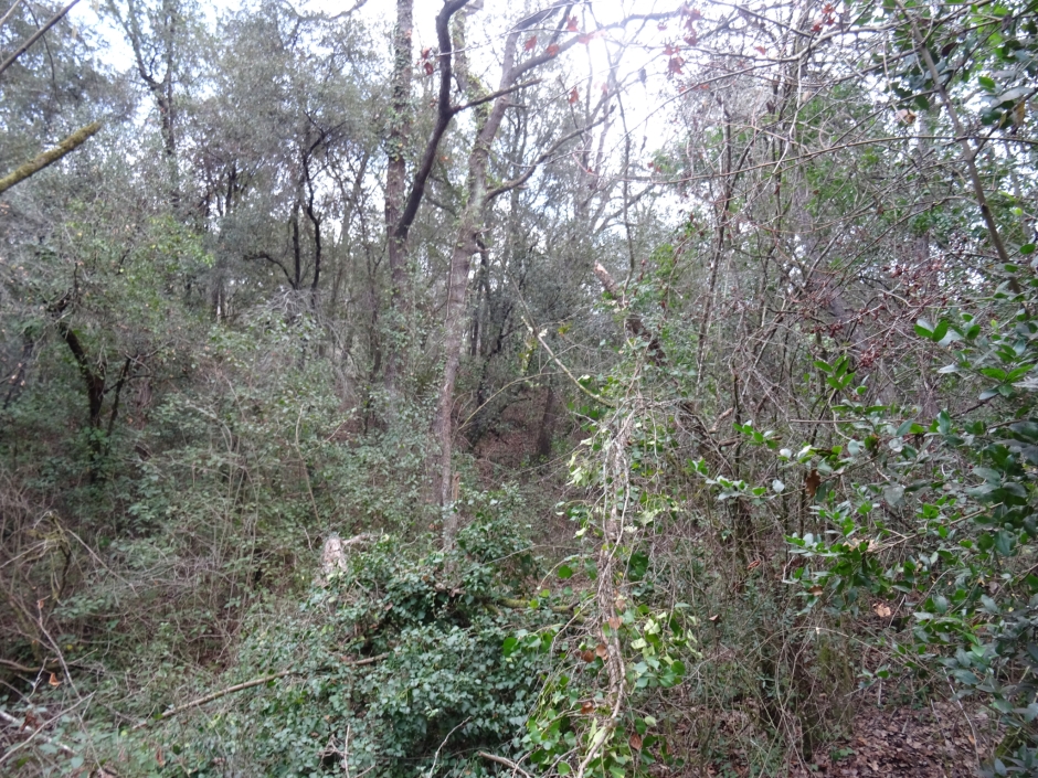 Emplaçament de l'antiga església de Sant Vicenç del Bosc.
