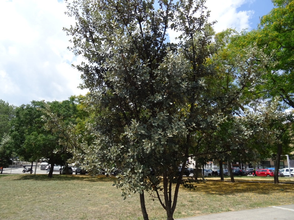 Alzina de l'agermanament amb La Haba