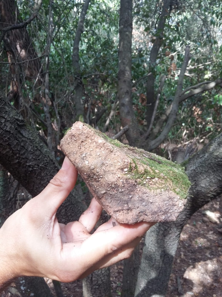 Paratges de Can Borrell i la Torre Negra (Agents Rurals, 2018).