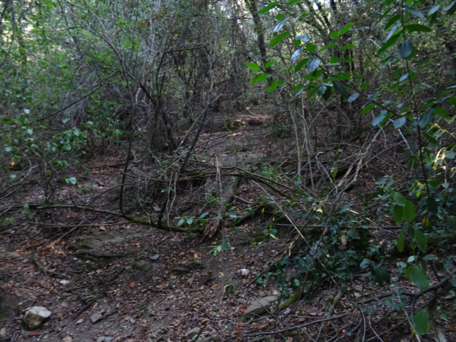 Vèrtex - riera de Sant Medir