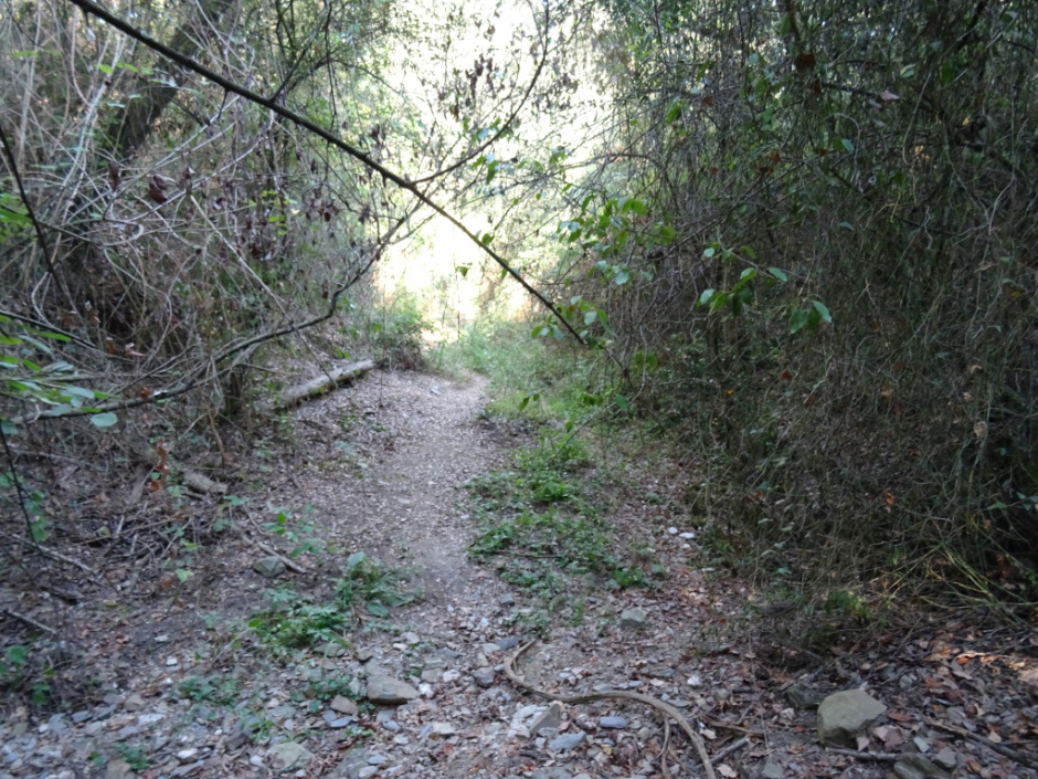 Vèrtex - riera de Sant Medir