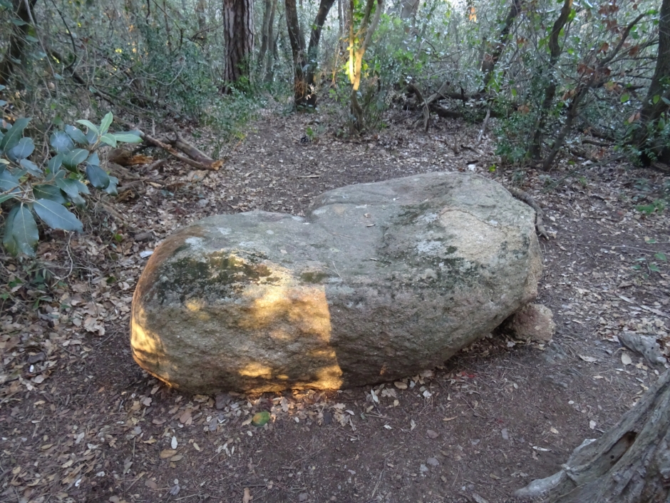 Pedra amb inscultures a Collserola (Coll de la Vinyassa).