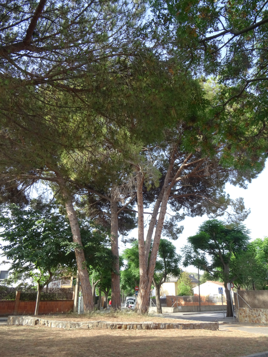 Pins de la placeta del carrer del Montblanc.