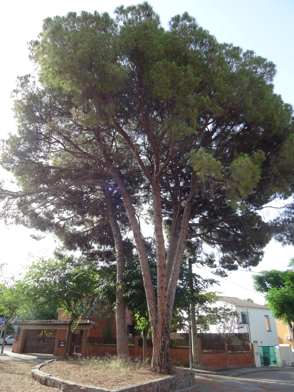 Pins de la placeta del carrer del Montblanc.