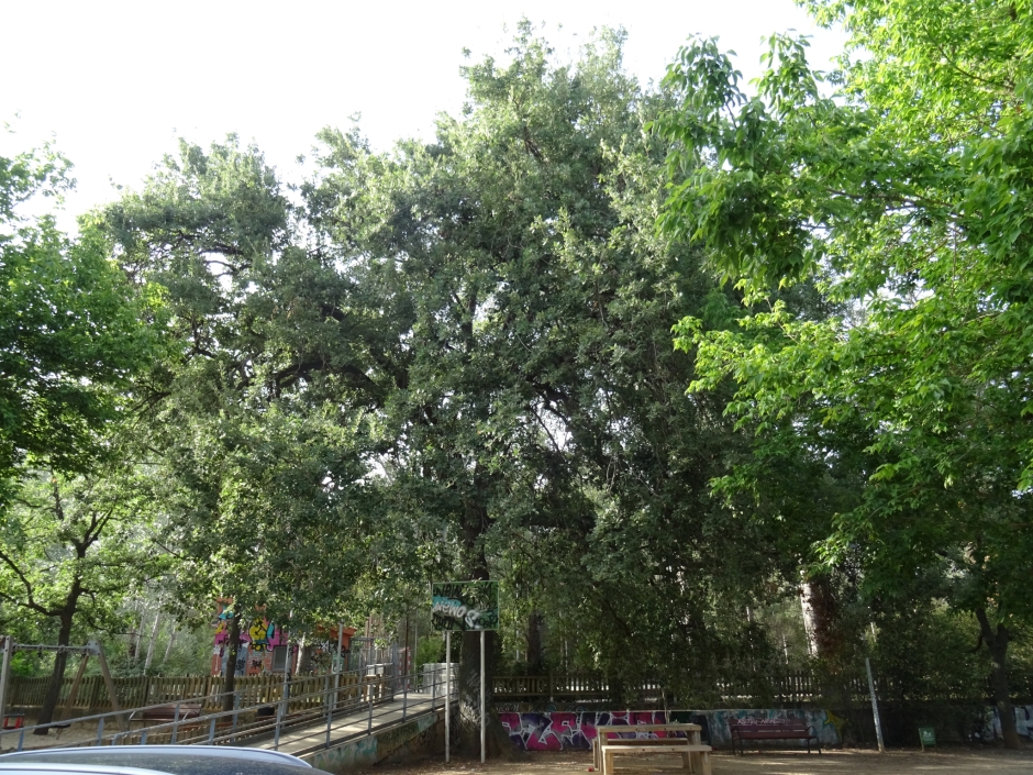 El roure del torrent de Can Cabassa (Roure de la zona esportiva Mas Gener).