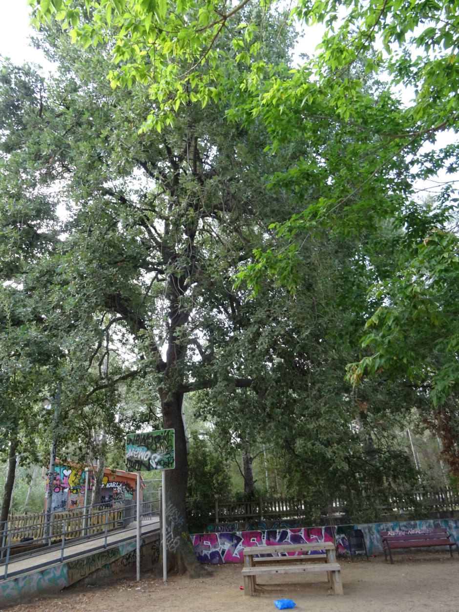 El roure del torrent de Can Cabassa (Roure de la zona esportiva Mas Gener).
