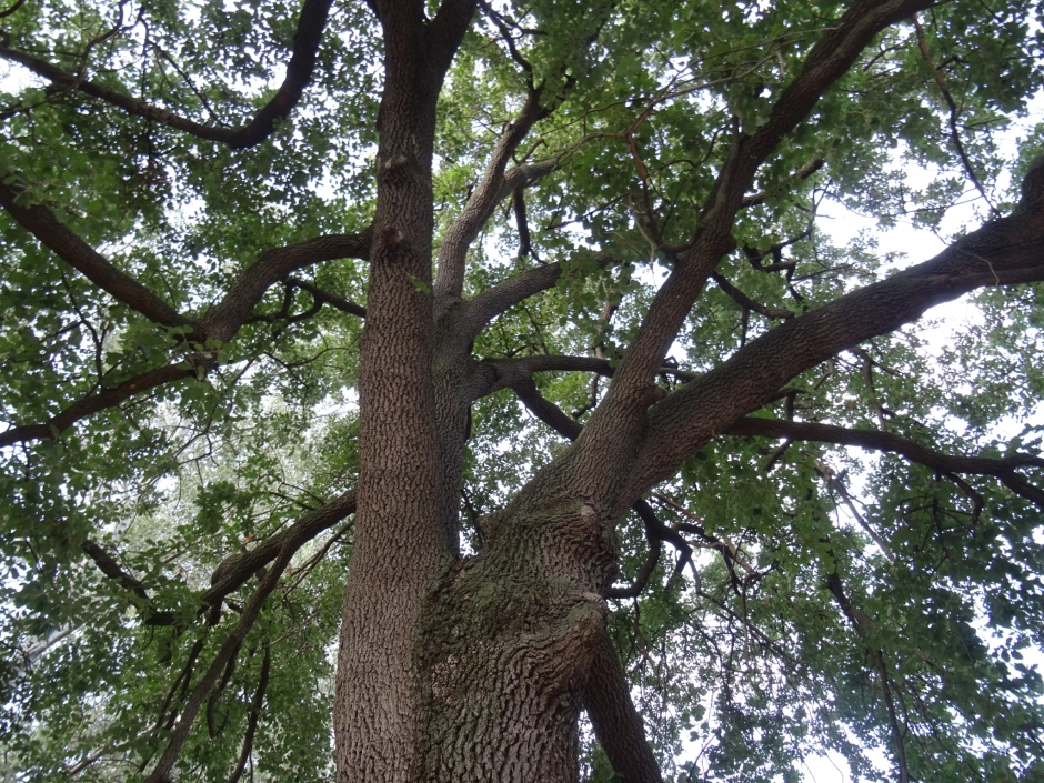 El roure del torrent de Can Cabassa (Roure de la zona esportiva Mas Gener).