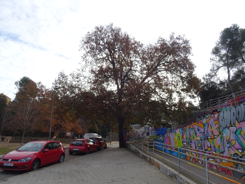 El roure de la Floresta (Roure de la Floresta Pearson).