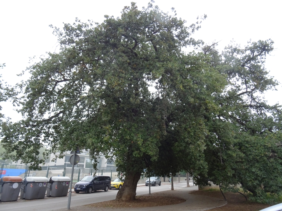 El roure del camí de Sant Cugat al Papiol.
