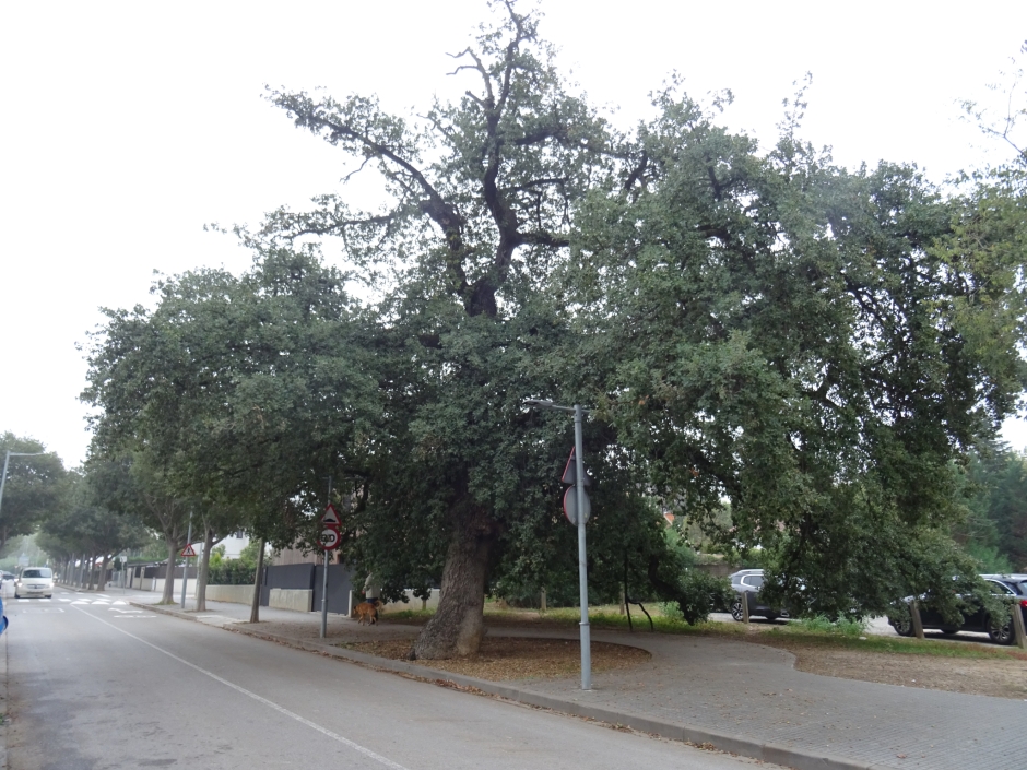 El roure del camí de Sant Cugat al Papiol.
