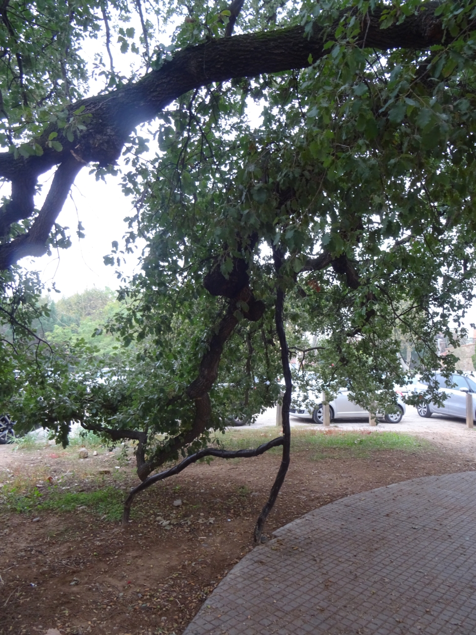 El roure del camí de Sant Cugat al Papiol.