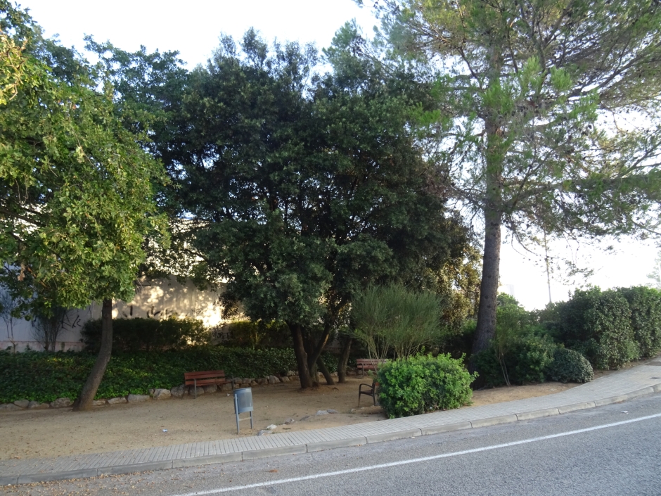 L'alzina del Torrent de Can Volpelleres.