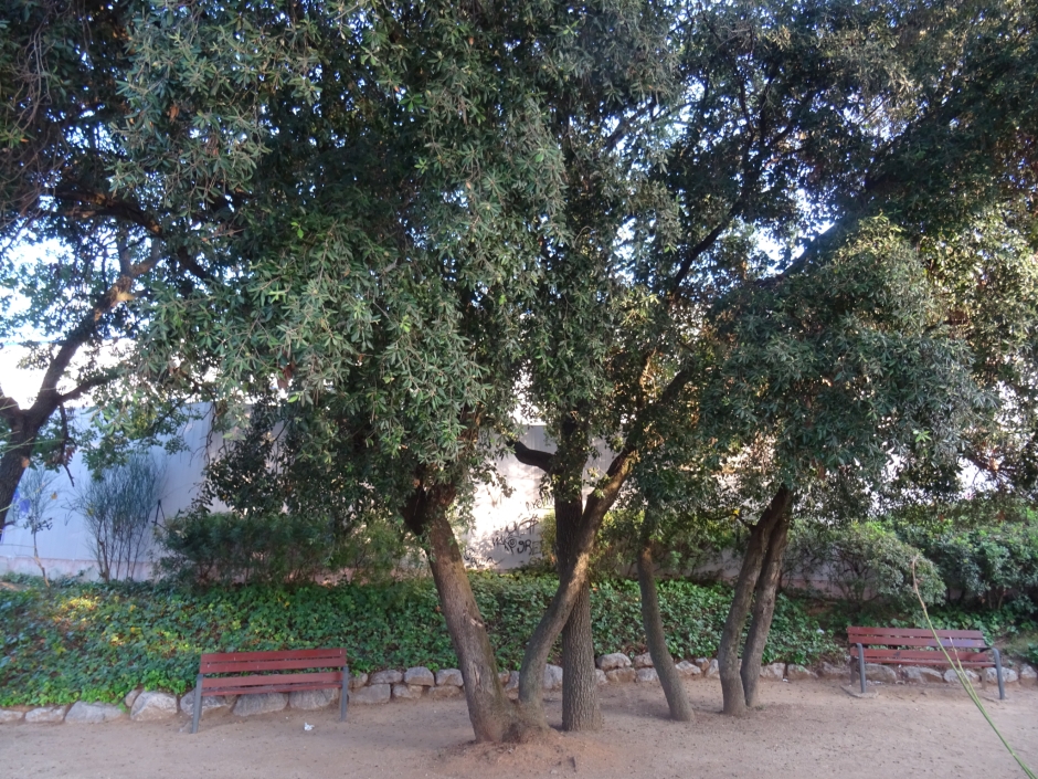 L'alzina del Torrent de Can Volpelleres.