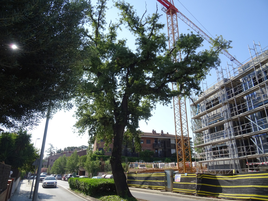 El roure del passeig Olabarria.