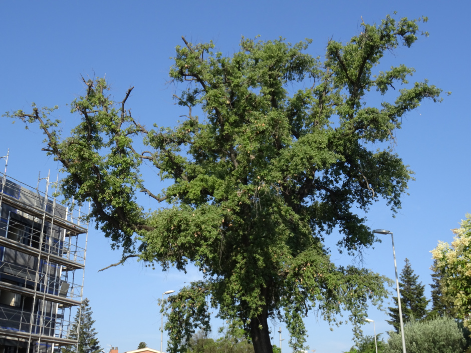 El roure del passeig Olabarria.