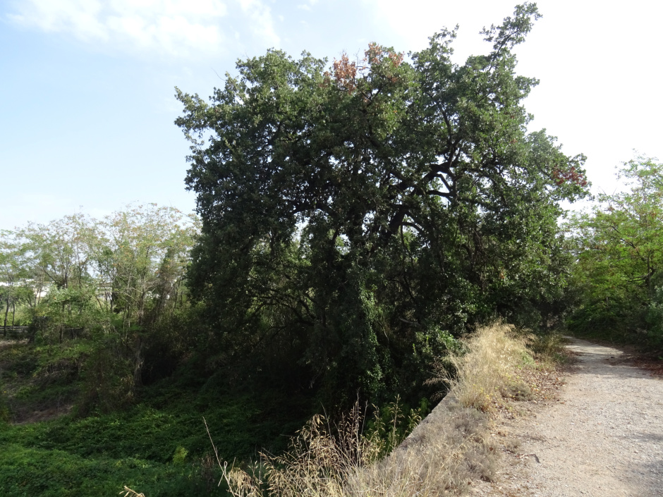 El roure de Can Domènec (Al pont de Ca n'Ubach).