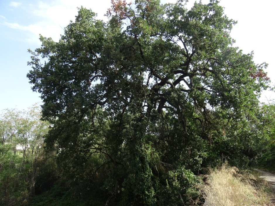 El roure de Can Domènec (Al pont de Ca n'Ubach).