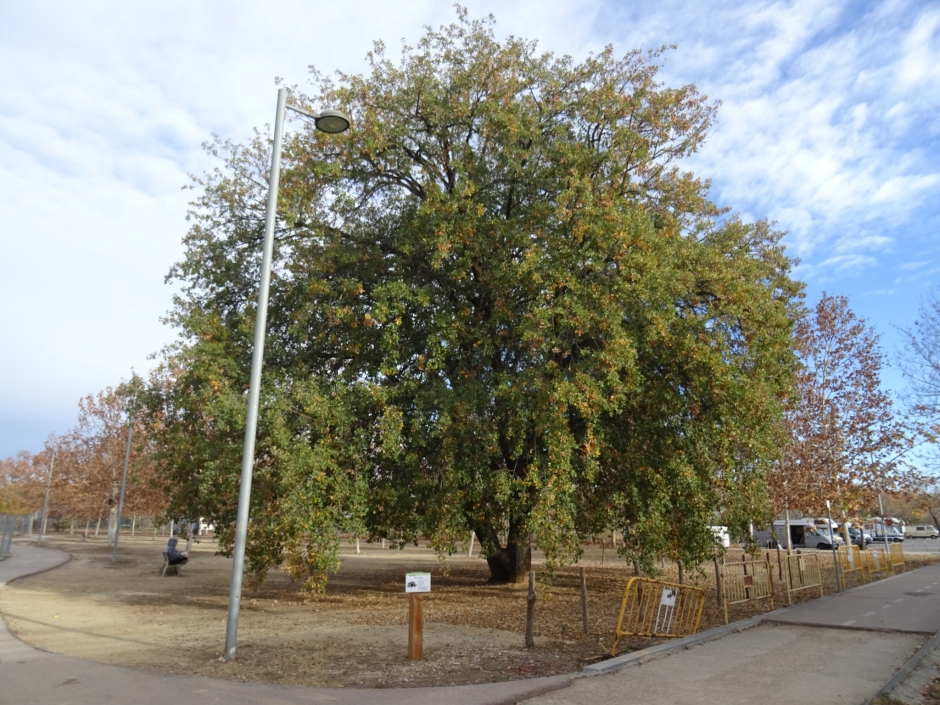 Roure de l'estany de la Guinardera.
