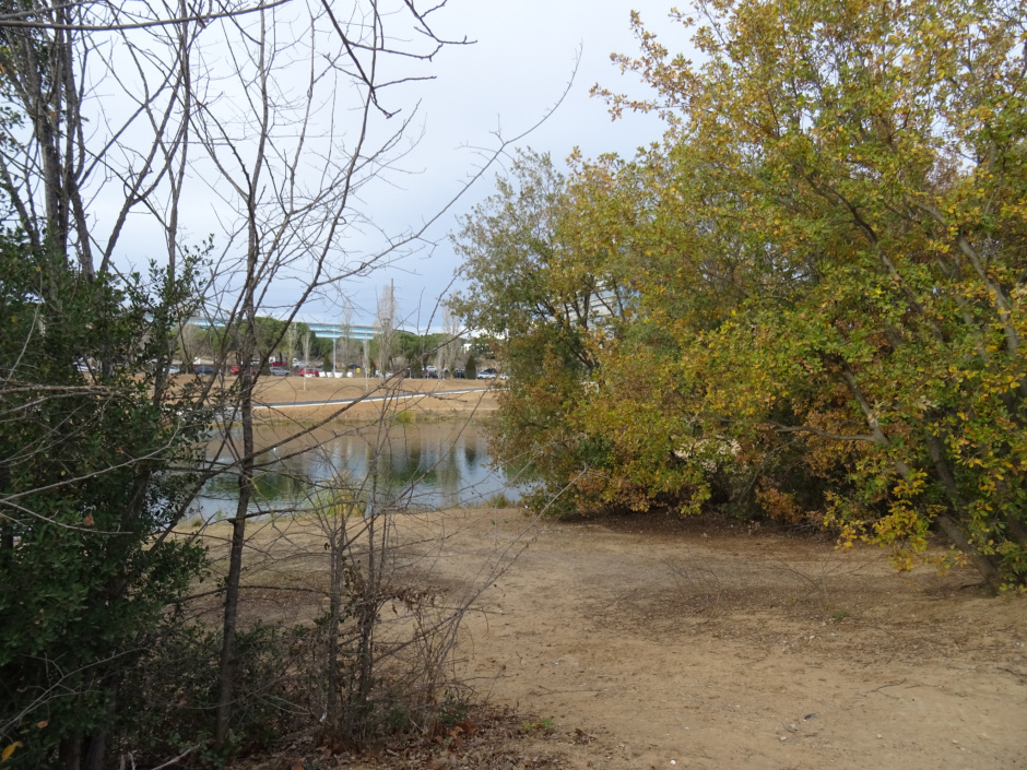 Roure Pèndol de l'estany de la Guinardera.