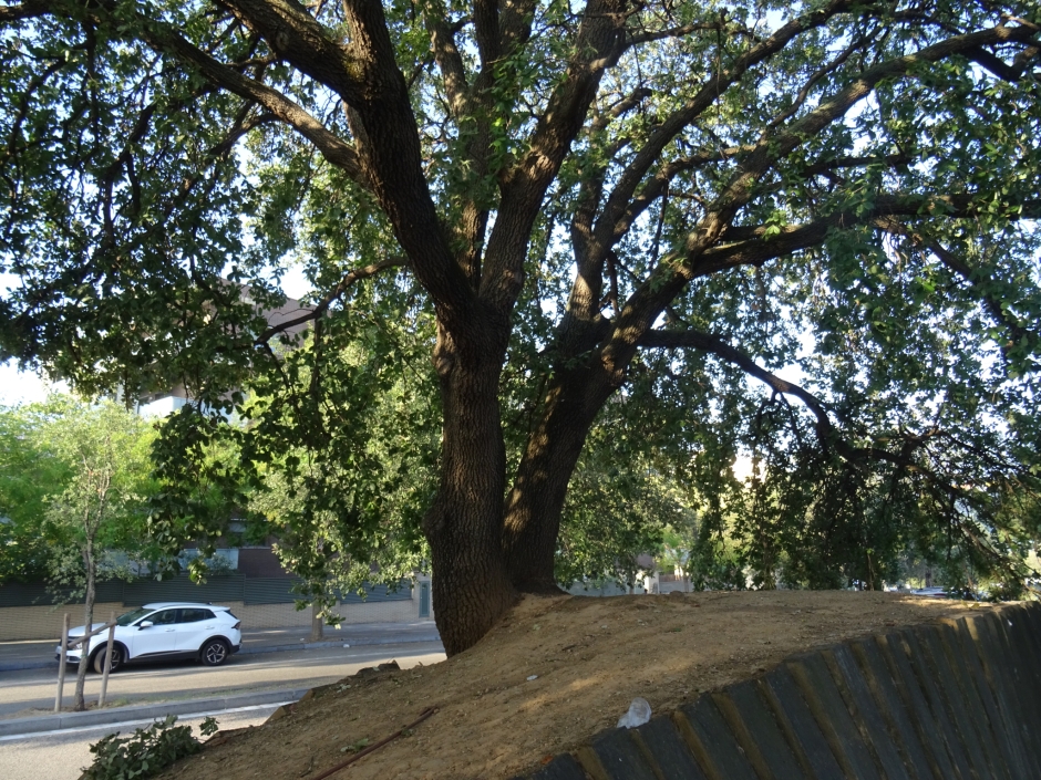 El roure de Can Delaire.