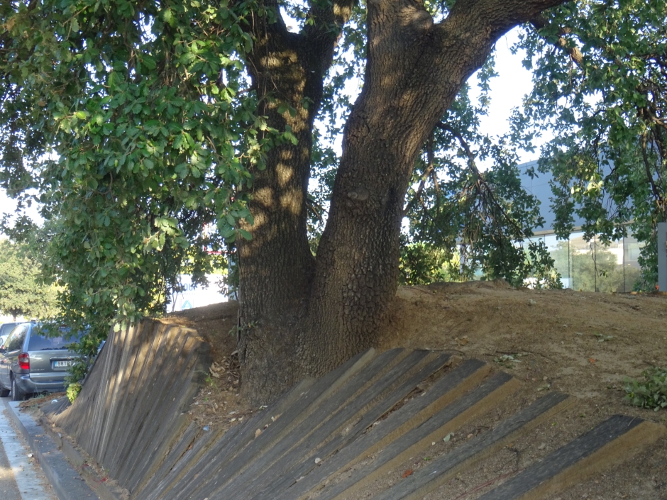 El roure de Can Delaire.