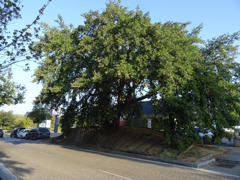 El roure de Can Delaire.