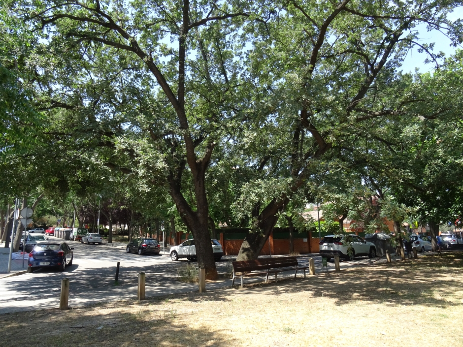 El roure del carrer dels Mestres.