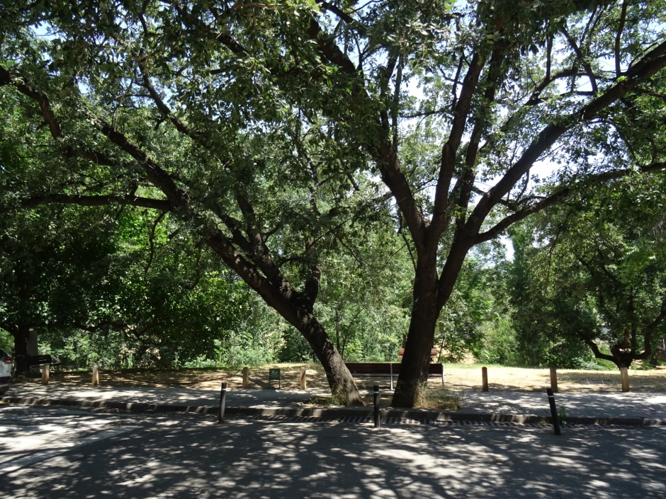 El roure del carrer dels Mestres.