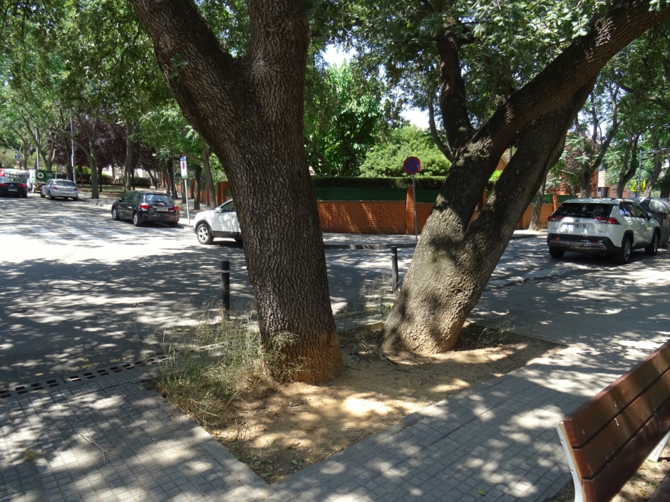 El roure del carrer dels Mestres.