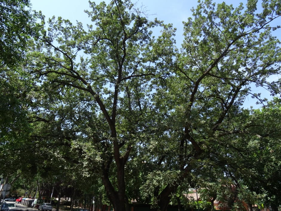 El roure del carrer dels Mestres.