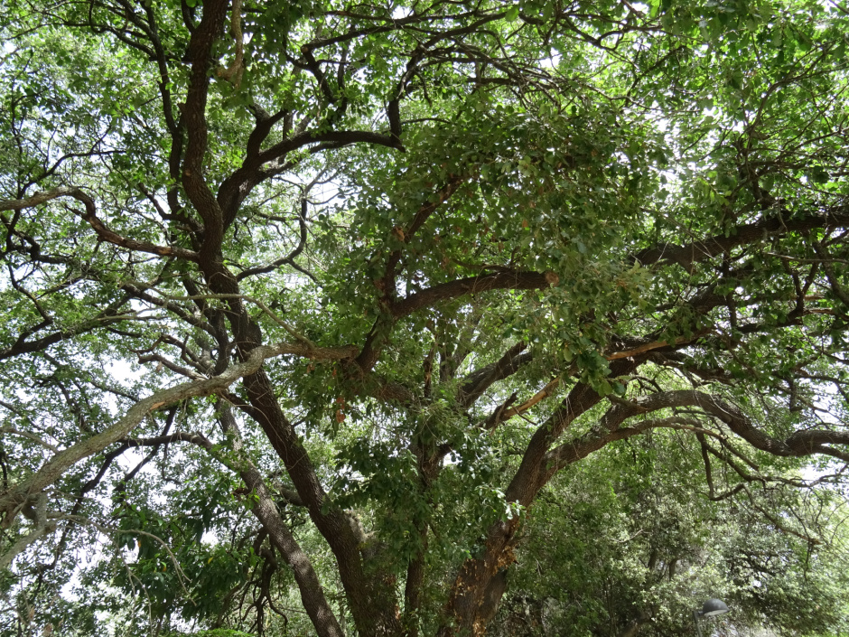 Roures de Can Trabal.