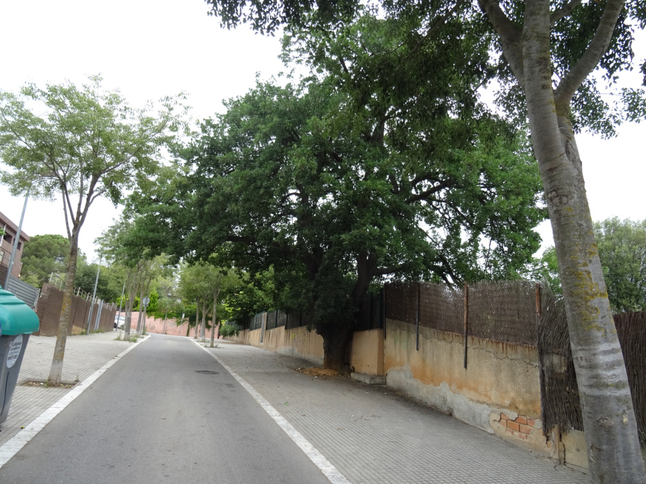Roure del carrer de les Santjoanistes.