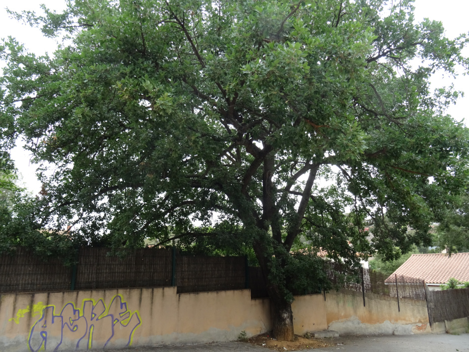 Roure del carrer de les Santjoanistes.