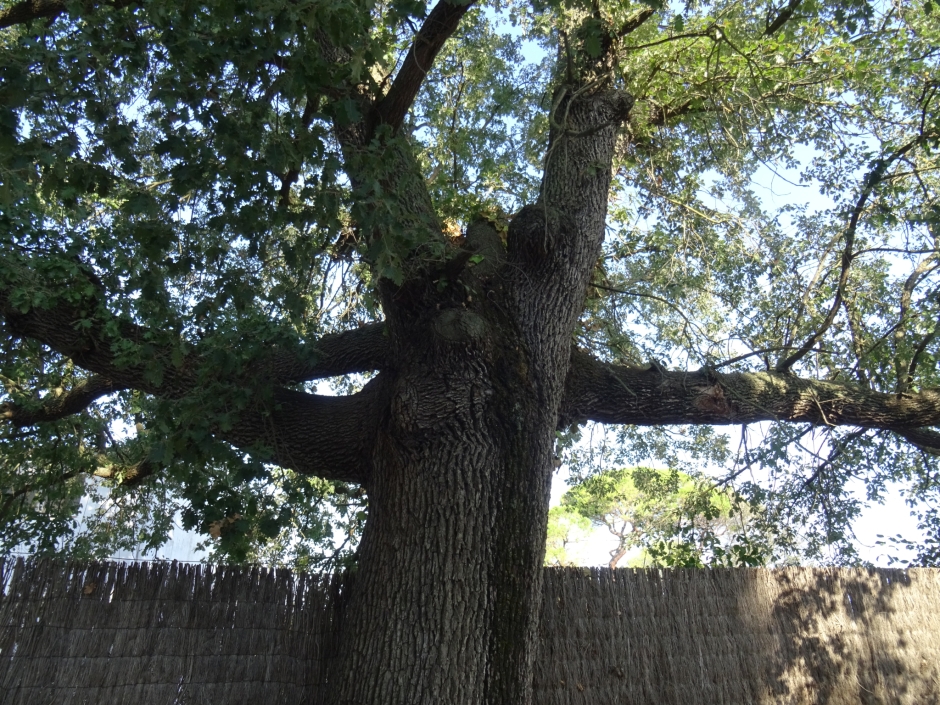 Roure del carrer de les Bobines.