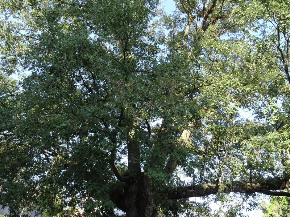 Roure del carrer de les Bobines.