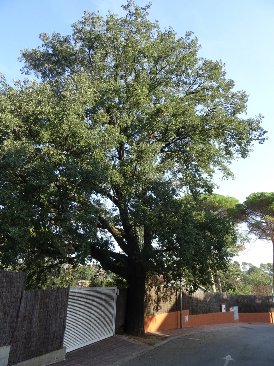 Roure del carrer de les Bobines.