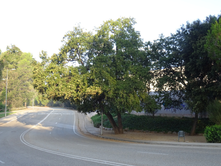 Roure del torrent de Can Volpelleres.