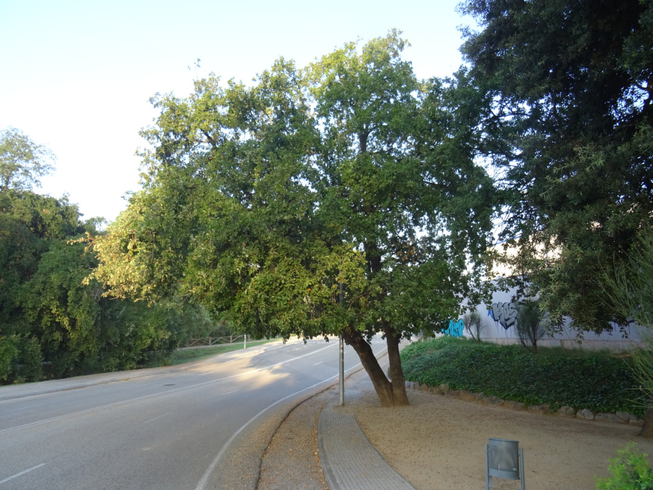 Roure del torrent de Can Volpelleres.