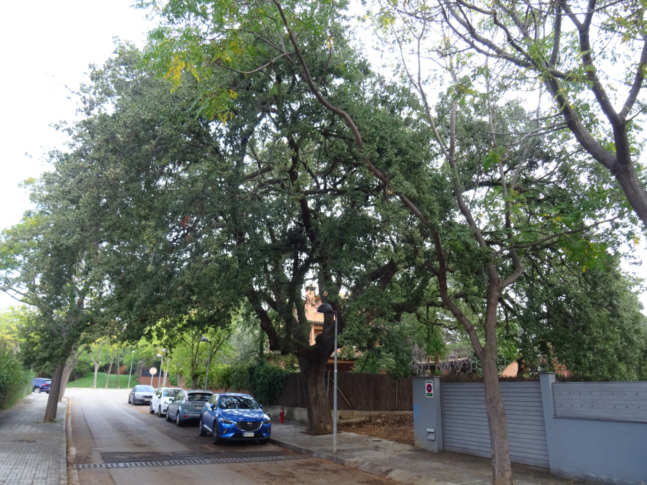 Roure del carrer de Sant Albert.