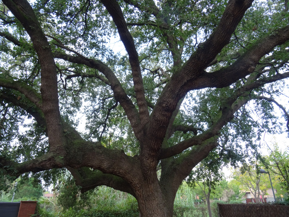 Roure del carrer de Sant Albert.