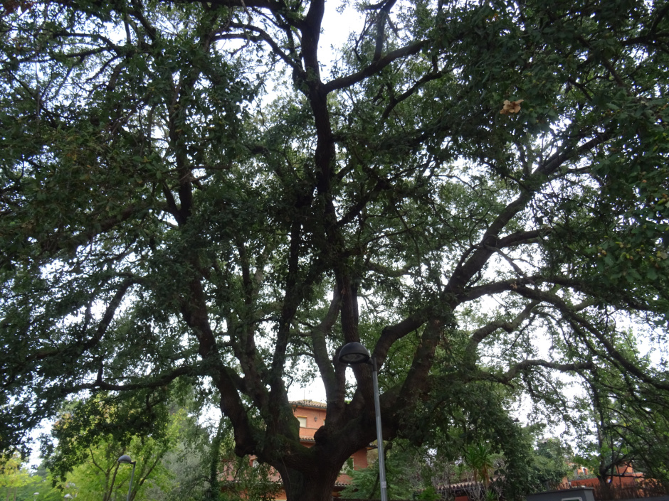 Roure del carrer de Sant Albert.