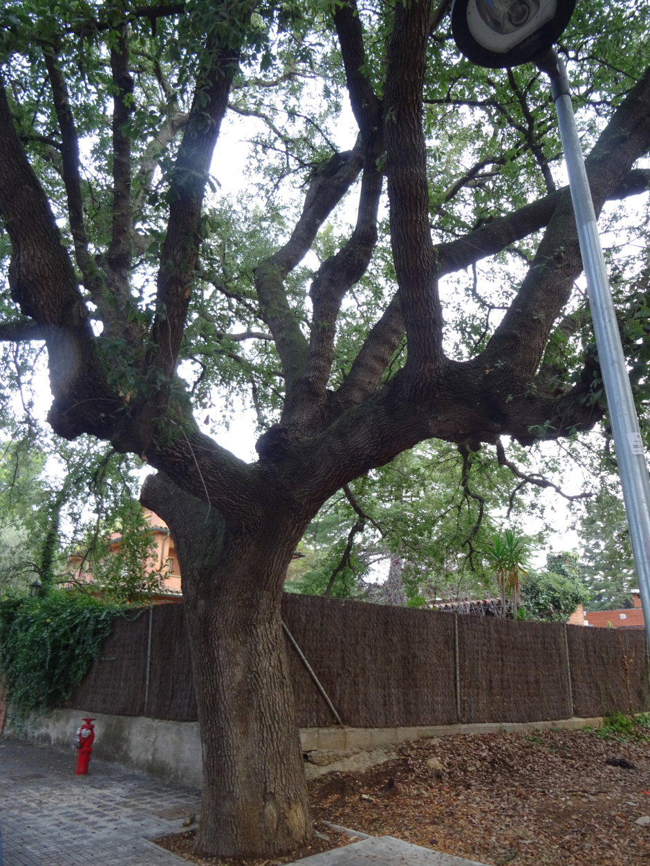Roure del carrer de Sant Albert.
