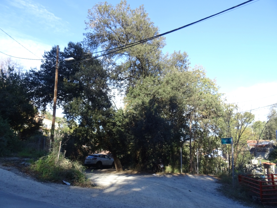 Roures del passatge d'Adrià.