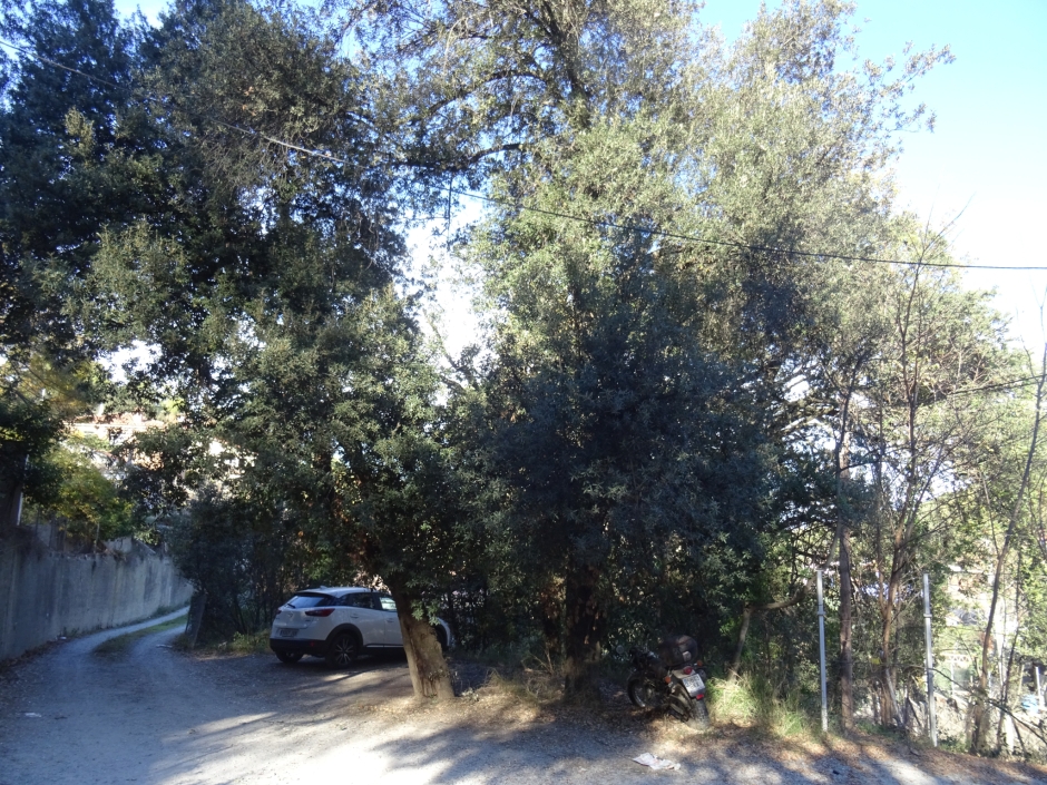 Roures del passatge d'Adrià.