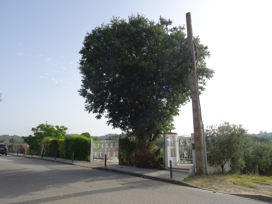 El lledoner del Camí de Can Graells.