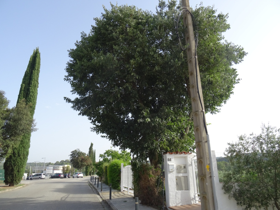 El lledoner del Camí de Can Graells.