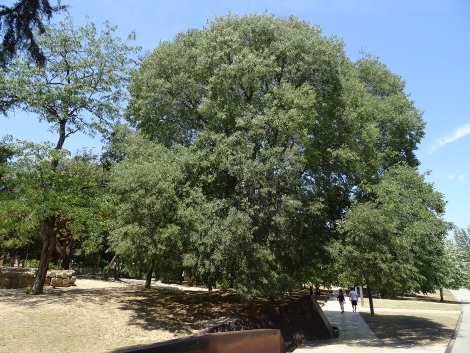 Lledoner del Monestir.