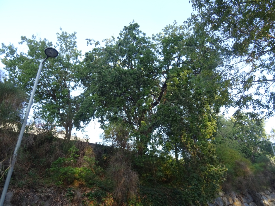 Lledoner de les Dominiques.